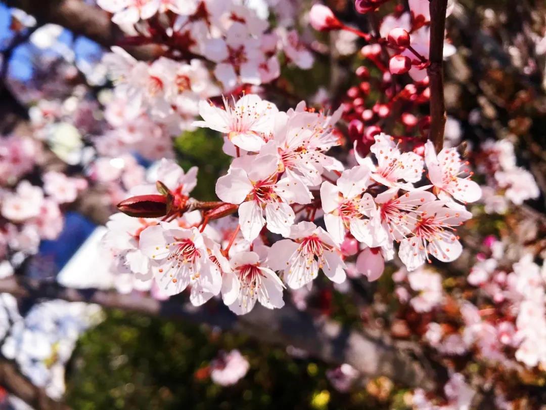 在麗江的春暖花開(kāi)里，邂逅一場(chǎng)花事！