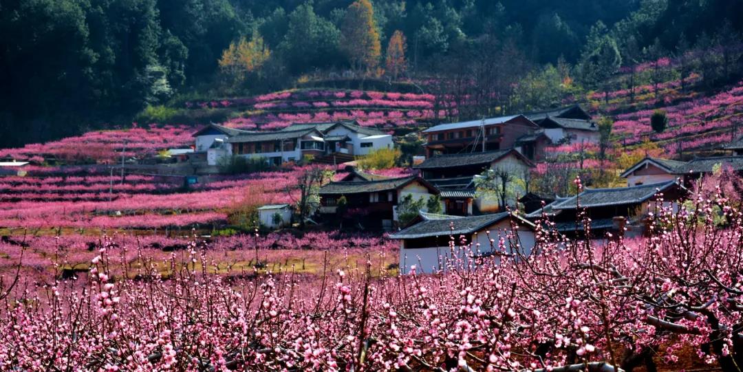 畫面如詩(shī)如畫！石鼓鎮(zhèn)檢木科200多畝連片雪桃花競(jìng)相開放