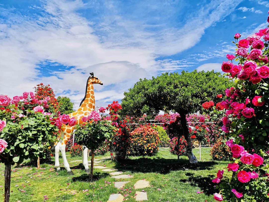 周末去哪兒？麗江這里花開成海，把園區(qū)打造成湖濱公園景區(qū)快來(lái)打卡！
