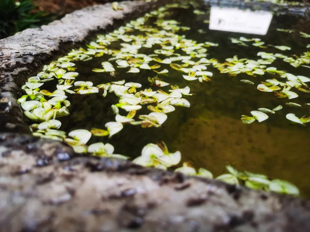 門前老槐又開花，七月來麗江古城這座百年老宅賞花聽雨