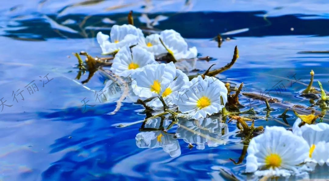 這個(gè)夏天一定要來(lái)麗江，看一次“水性楊花”