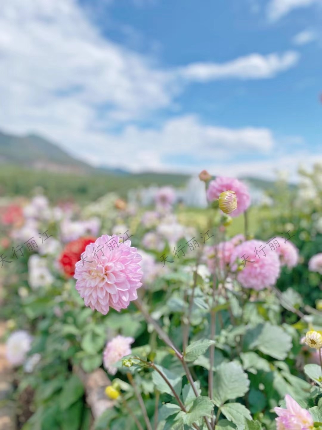 麗江聽(tīng)花谷餐廳
