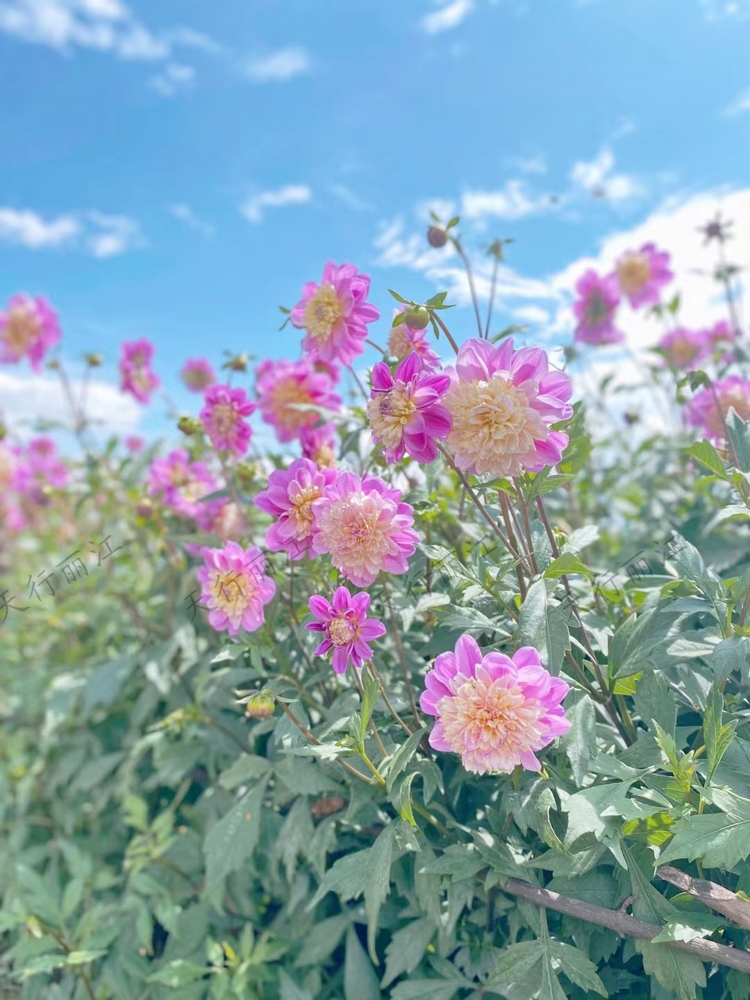 麗江聽(tīng)花谷餐廳