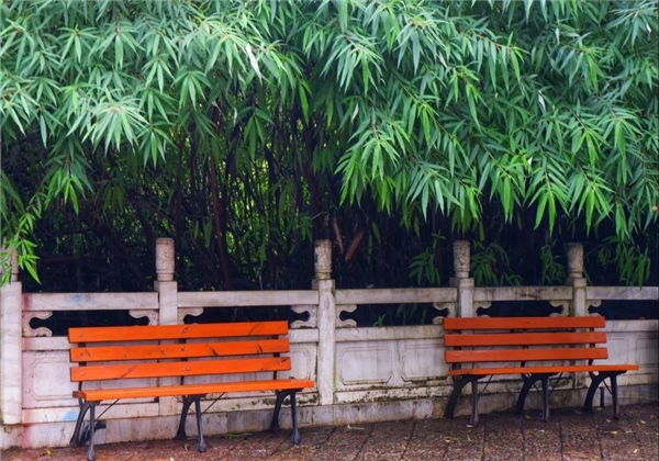 煙雨繚繞，黑龍?zhí)杜c詩(shī)平分秋色