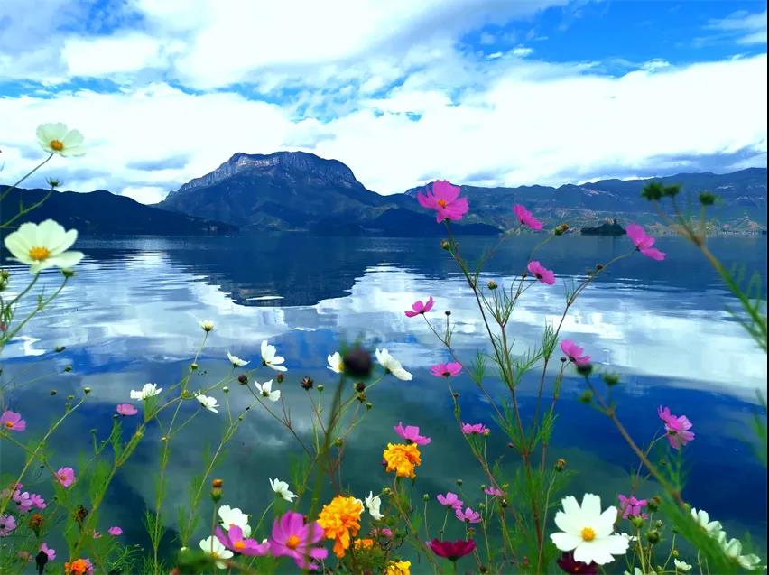 格桑花