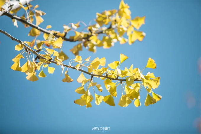 麗江旅游攻略：立冬已過(guò)，但麗江的秋天還在
