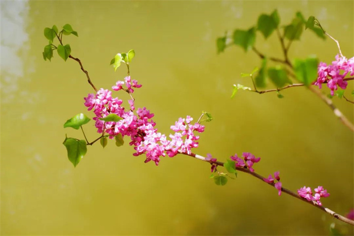 我在麗江的冬天，想念四季在公園閑逛的模樣