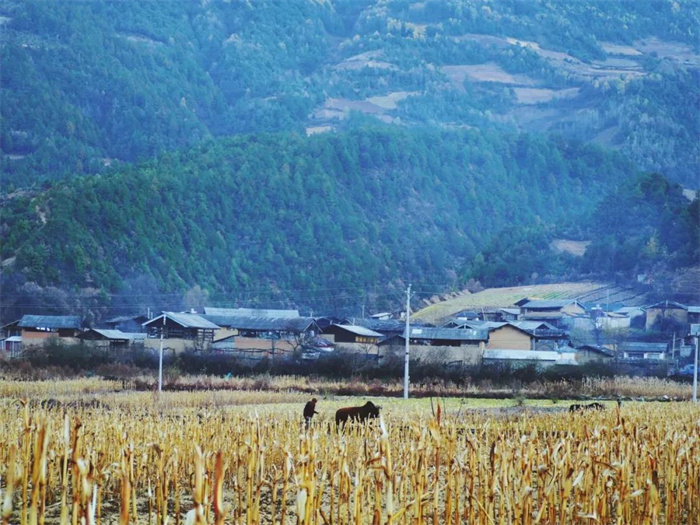 麗江特色節(jié)日：“殺年豬”對(duì)麗江人來說有多重要？